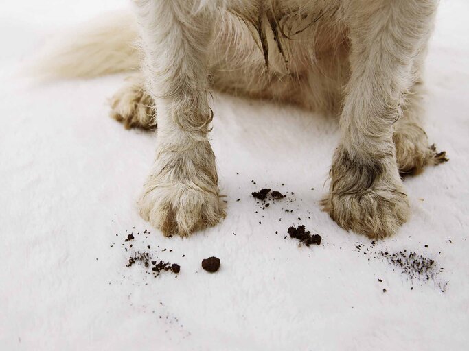 DogHack Mit diesem Gadget werden Hundepfoten schnell sauber